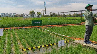 Kendalikan Gulma Padi, BASF Luncurkan Herbisida Luxinum