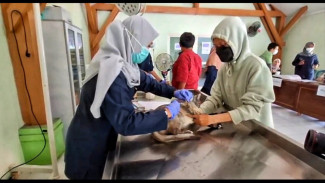 Dispaperta Sidoarjo Vaksinasi Rabies 200 Hewan Peliharaan Secara Gratis