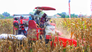 Dukung Swasembada Pangan, Sidoarjo Panen Raya Jagung 12 Ton