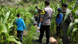 Kirim Sarapan, Pria di Bojonegoro Temukan Ayahnya Tewas di Ladang Jagung