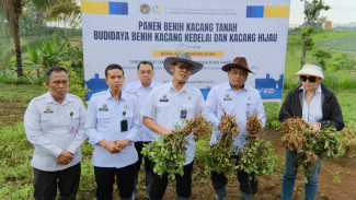 Lapas Malang Panen Kacang Tanah Perdana di SAE LSIMA Ngajum