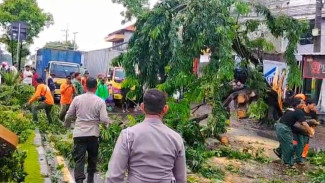 Pohon Tumbang Timpa Dua Mobil Akibat Hujan Deras Disertai Angin Kencang