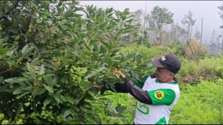 Menjaga Alam dan Ekonomi Agar Tetap Hidup di Lereng Gunung Arjuno