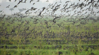 Ternyata Ribuan Burung Migrasi dari Rusia-Cina di Kediri-Tulungagung tak Memakan Padi