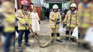 Ular Liar Teror Surabaya, Piton 4 Meter Santap Ayam Warga