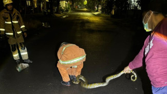 Petugas Damkar Surabaya Evakuasi Ular Piton Lagi, Panjang 3 Meter