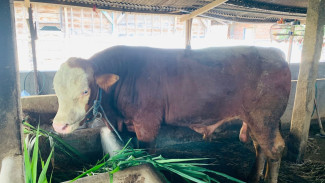 Sapi Jumbo Jenis Simental Seberat 1,2 Ton Asal Lamongan Dibeli Presiden untuk Hewan Kurban