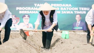 Bongkar Ratoon Tebu Se Jatim Dipimpin Gubernur Khofifah, Kegiatan Apa Itu?