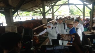 Gubernur Khofifah Pastikan Stok Hewan Kurban di Jatim Aman dan Bebas PMK