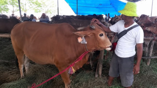 Penjualan Hewan Kurban di Surabaya Naik Hampir 50 Persen Tapi Pedagang Untung Tipis
