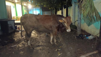 PKB Jatim Salurkan Seribu Lebih Hewan Qurban ke Pesantren dan Masyarakat