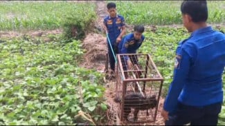 Khawatir Ganggu Aktivitas Sekolah, Petugas Damkar Evakuasi Anjing Liar