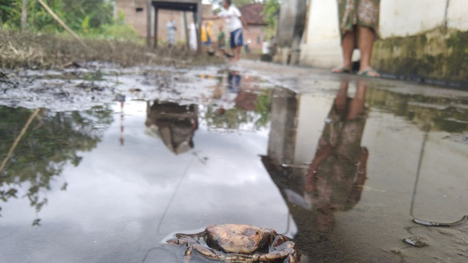 Kepiting sawah mati terkena limbah pabrik gula di Tulungagung