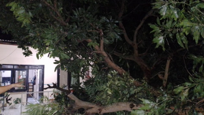 Pohon mangga tumbang akibat angin puting beliung di Mojokerto