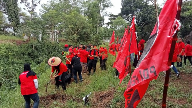 Aksi menanam ribuan pohon oleh kader PDIP di Pasuruan.