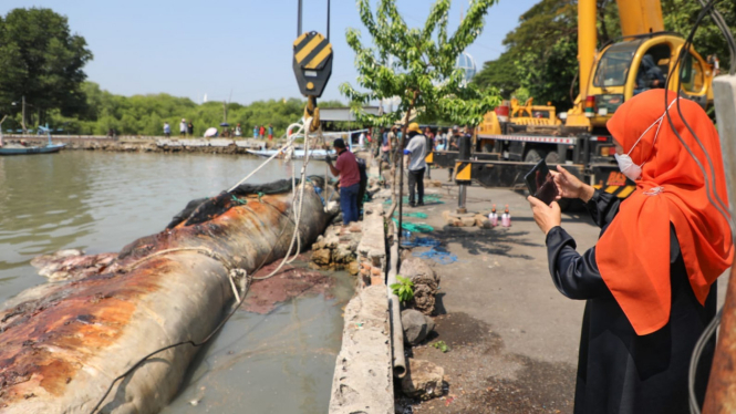 Gubernur Khofifah kawal langsung evakuasi ikan paus yang terdampar