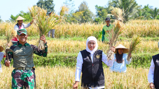 Gubernur Jawa Timur Khofifah, Indar Parawansa panen raya padi