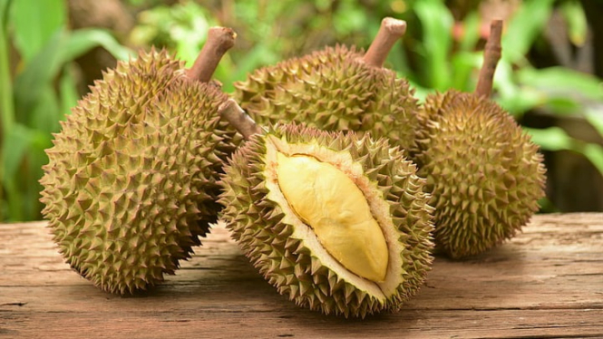 Ilustrasi Buah Durian