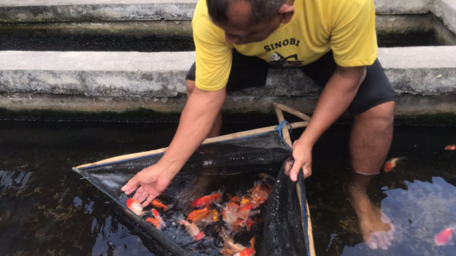 Warga tangkap ikan di Swalayan Ikan Mojokerto