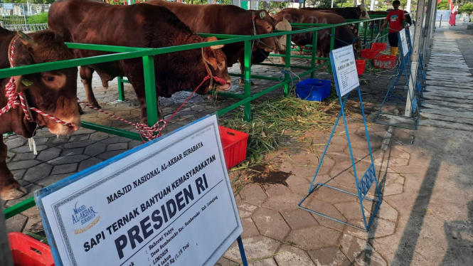 Sapi kurban dari Presiden Joko Widodo
