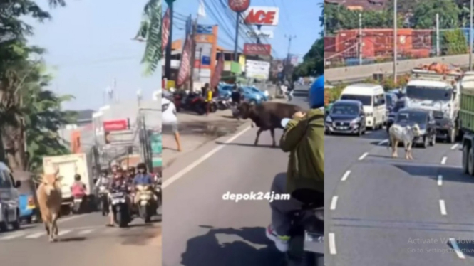 Momen sapi kabur saat hendak disembelih