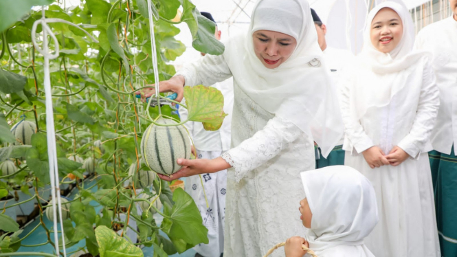 Gubernur Khofifah ajak cucu tanam golden melon di MAS