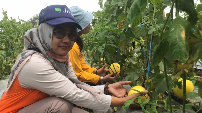 Agrowisata Melon Milik Pemdes di Mojokerto