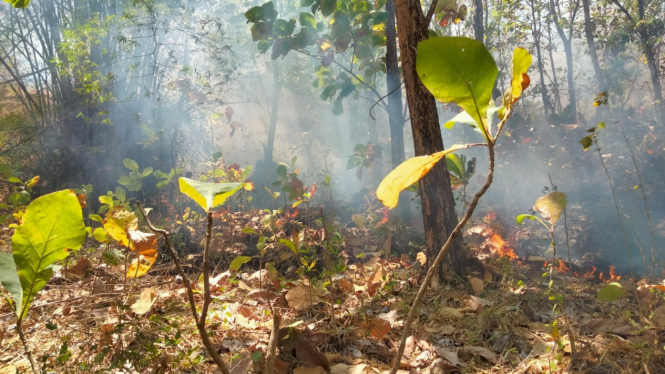 Kebakaran hutan yang sengaja di bakar di Gunung Budeg Tulungagung