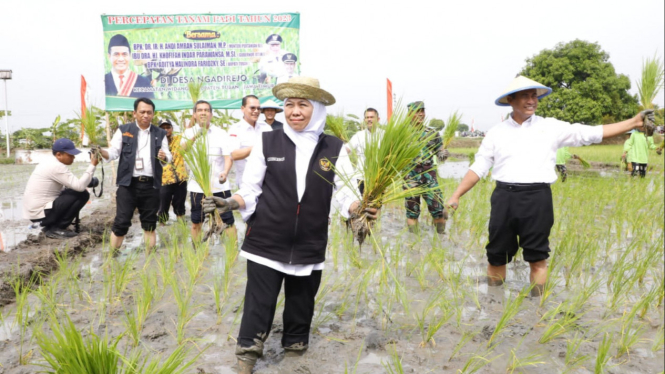 Gubernur Khofifah Bersama Menteri Pertanian RI Panen dan Tanam Padi di Tuban