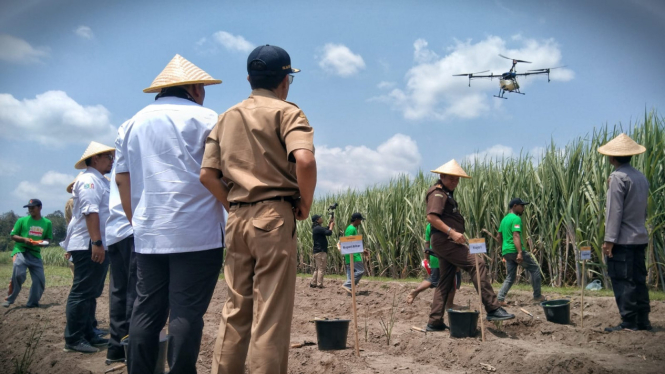 Petani tebu di Blitar gunakan drone untuk pemupukan