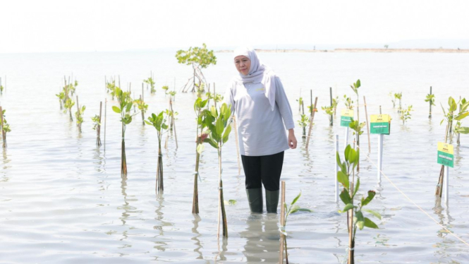Gubernur Khofifah tanam bibit mangrove pada Festival Mangrove