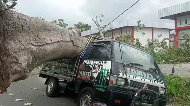 Mobil pikap tertimpa pohon besar di Kota Blitar