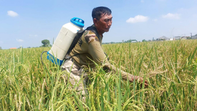 Tanaman padi berusia 2 bulan terserang penyakit blas