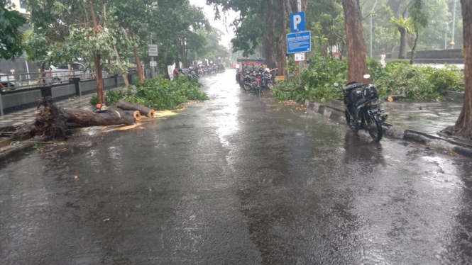Pohon tumbang di Taman Bungkul, Wonokromo, Surabaya.