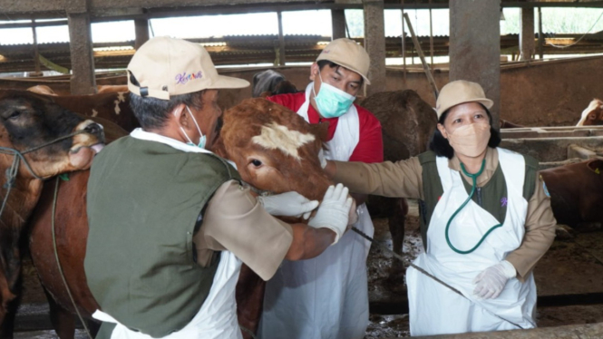 Vaksinasi sapi di Lamongan