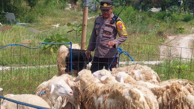 Iptu Suharto saat melihat kondisi kambing di peternakannya