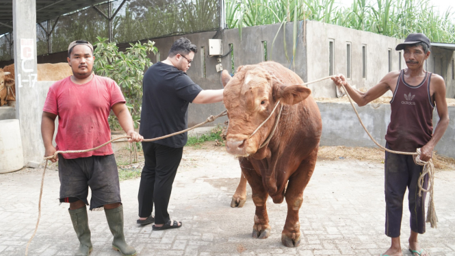 Hewan kurban yang disiapkan Mas Dhito dan Mbak Cicha