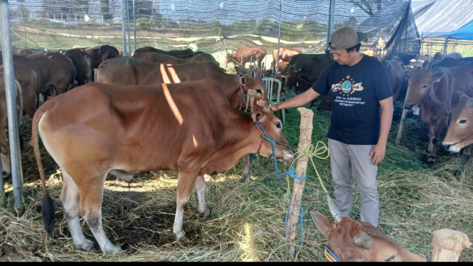 Ibnu Hajar dengan sapi-sapinya di lapak Surabaya.