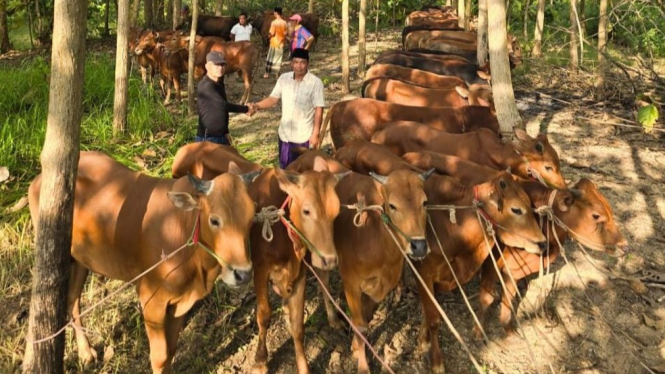 Ratusan sapi kurban DPD PDIP Jatim