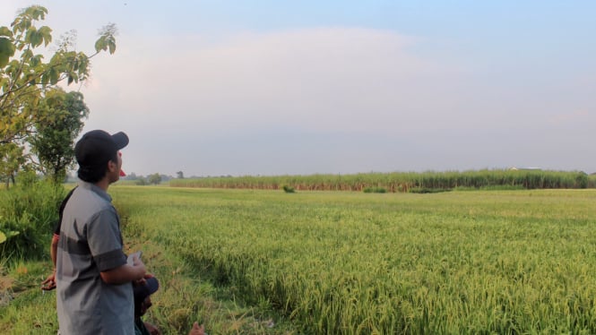 Hamparan padi di Desa Pandansari, Purwoasri, Kabupaten Kediri.