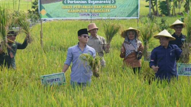 Hasil panen padi menggunakan sistem demplot di Trenggalek.