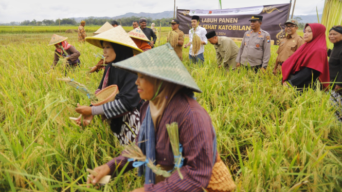 Proses labuh panen di Desa Wonoanti Kabupaten Trenggalek.