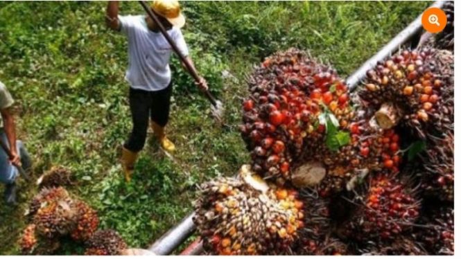 Petani sawit