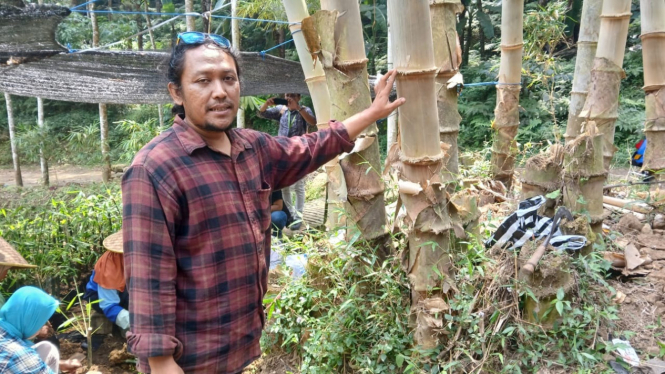 Sentra budidaya bambu Claket