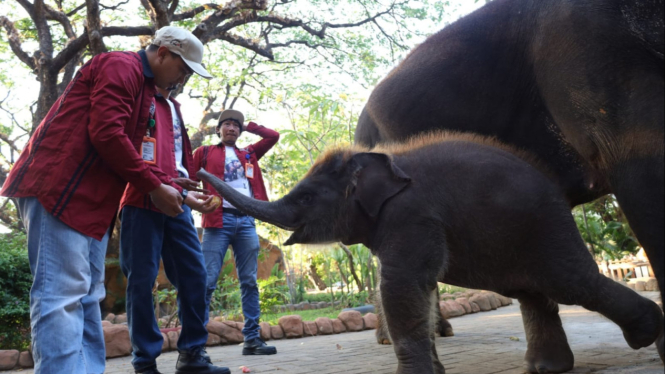 Rocky Balboa Si Anak Gajah Sumatera di Kebun Binatang Surabaya