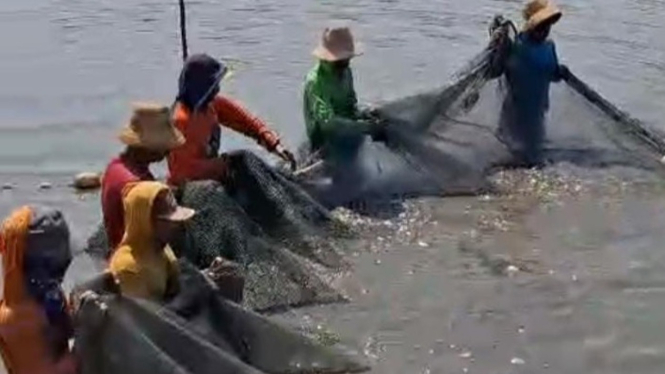 Para petani tambak saat memanen ikan kerapu