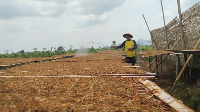 Petani Tembakau Tulungagung.