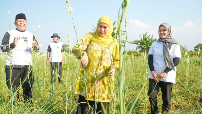 Khofifah Panen Bunga Sedap Malam