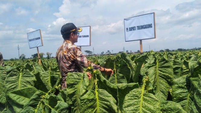 Ilustrasi Pj Bupati Tulungagung meninjau lahan Tembakau.