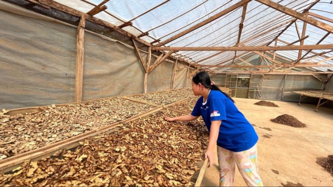 Gudang Solar Dum milik DSA Ponorogo untuk pengeringan temulawak.